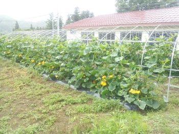 20150629212439397.jpg