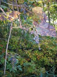 IMG_0789.jpg