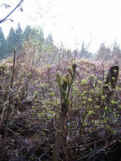 IMG_1094.jpg