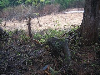 IMG_1096.jpg