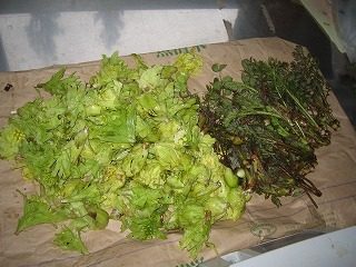 IMG_1099.jpg