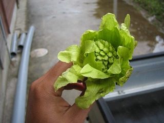 IMG_1101.jpg