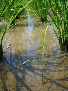IMG_1198.jpg