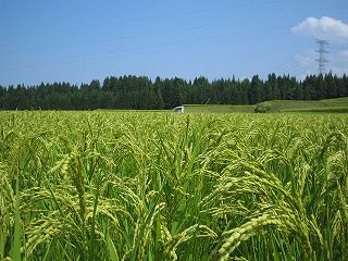 IMG_1295.jpg