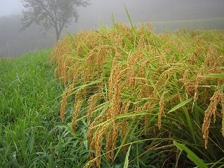 IMG_1374.jpg