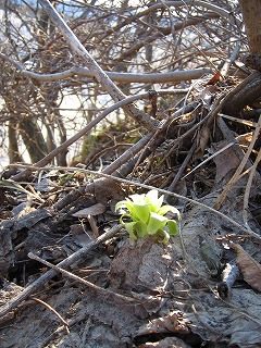 IMG_1851.jpg