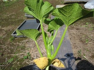 IMG_1991.jpg