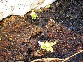 IMG_2193.jpg