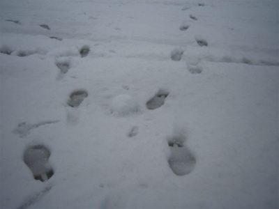 IMG_2201.jpg
