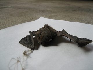 IMG_2237.jpg