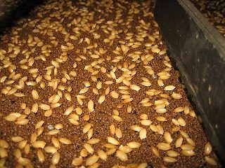 IMG_2334.jpg