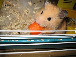 IMG_2368.jpg