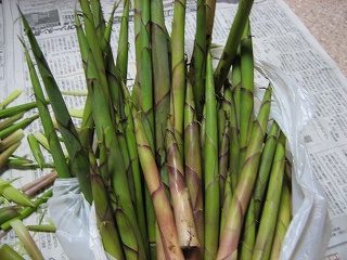 IMG_2584.jpg