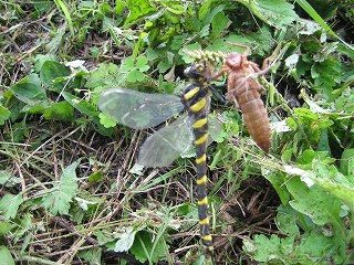 IMG_2932.jpg
