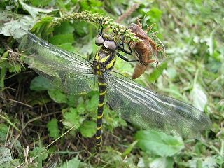 IMG_2933.jpg