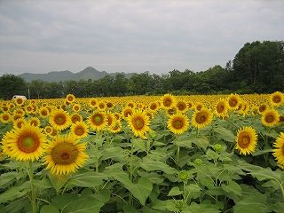 IMG_2965.jpg