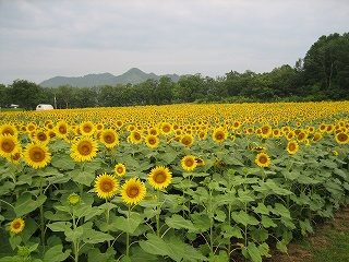 IMG_2966.jpg