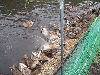 IMG_2990.jpg