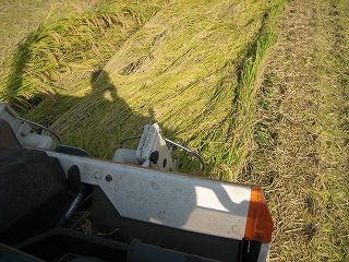 IMG_3084.jpg