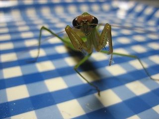 IMG_3939.jpg